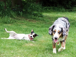 Cookie und Annie